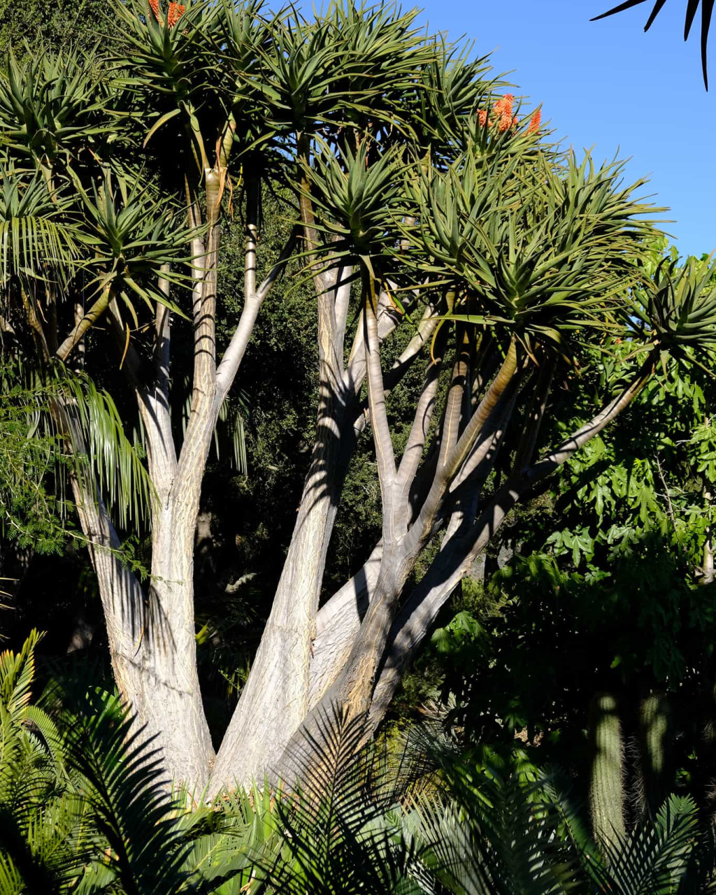 Aloidendron barberae
