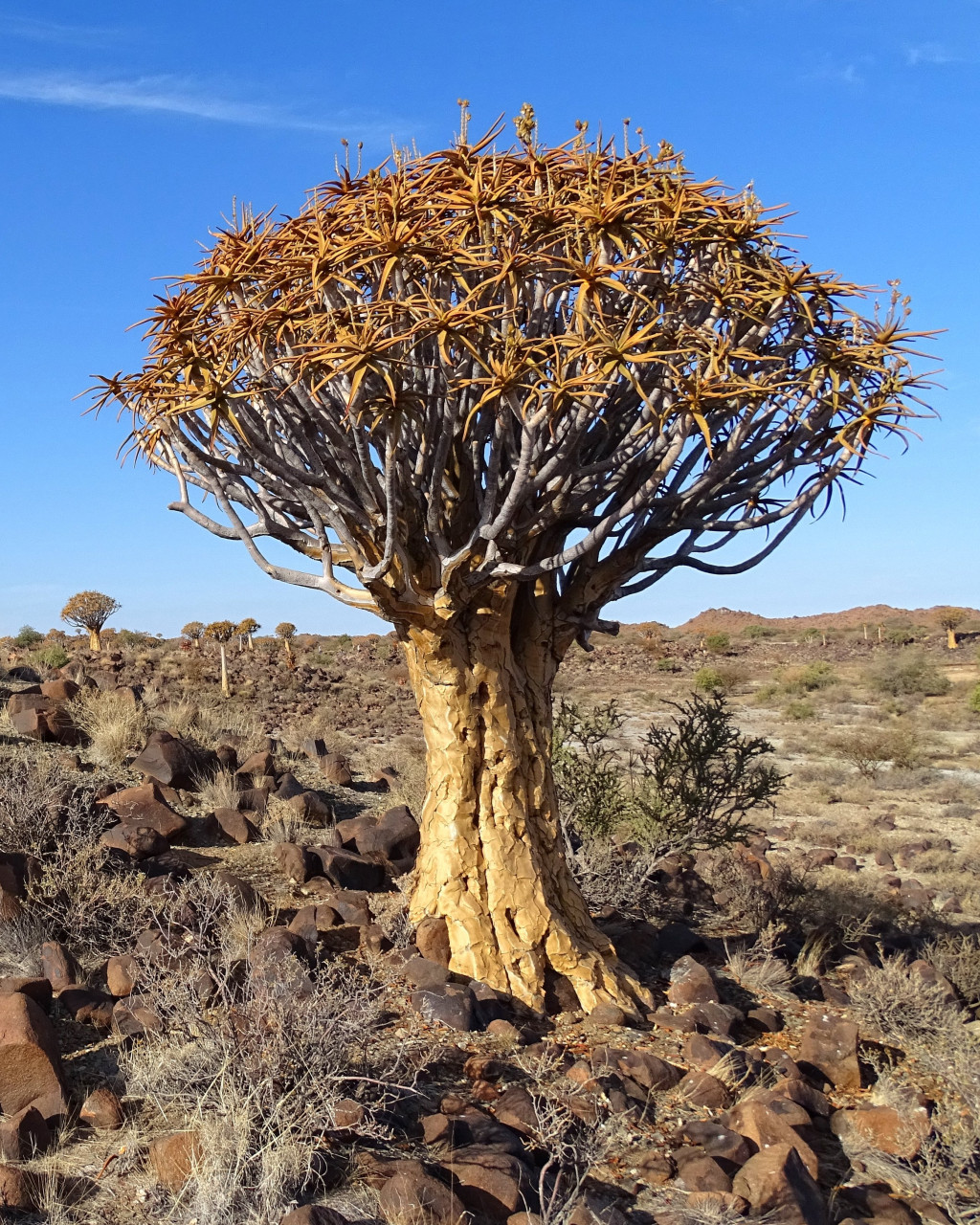 Aloidendron dichotomum