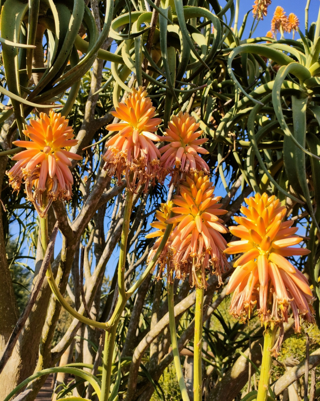 Aloidendron tongaense