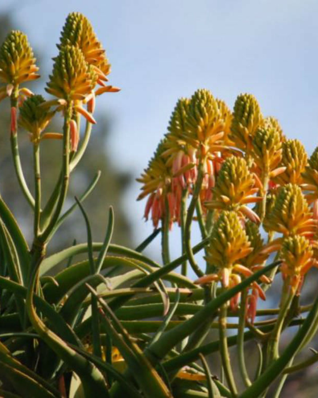 Aloidendron tongaense 'Medusa'