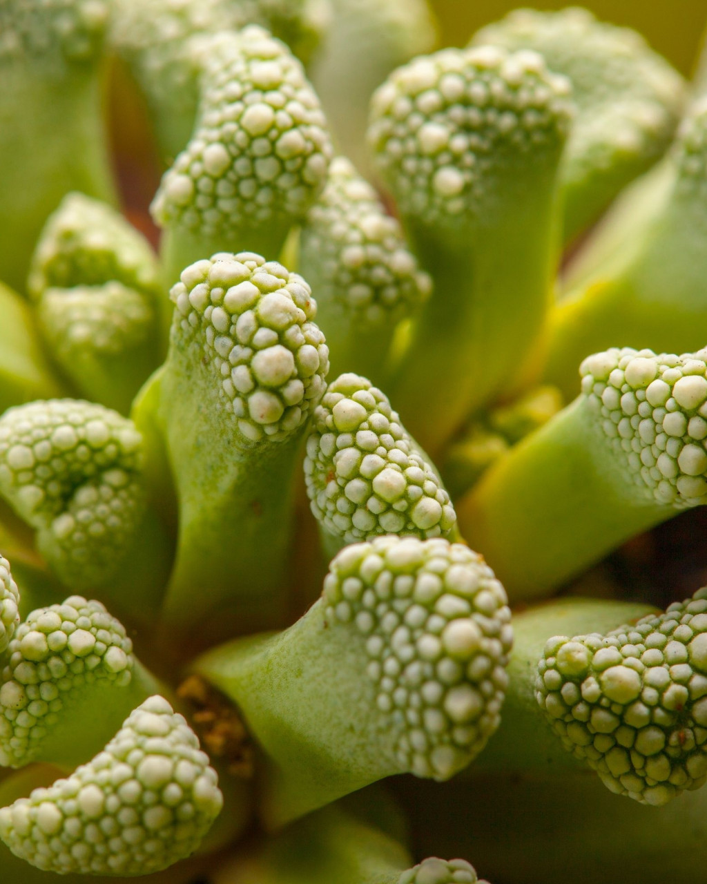 Aloinopsis luckhoffii