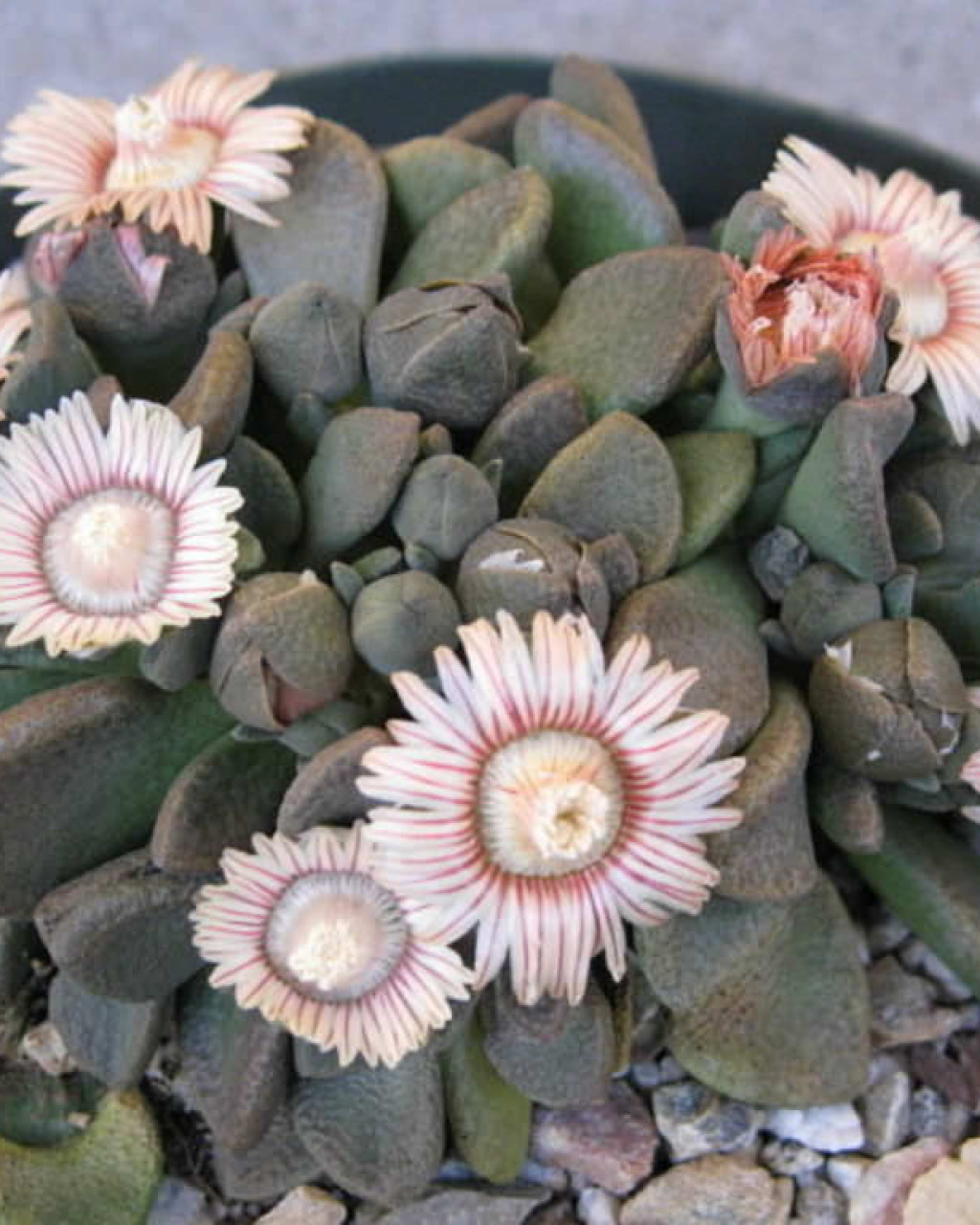 Aloinopsis rosulata