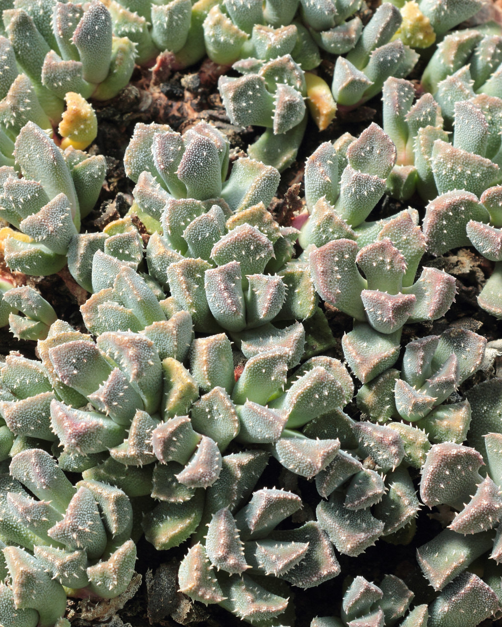 Aloinopsis setifera