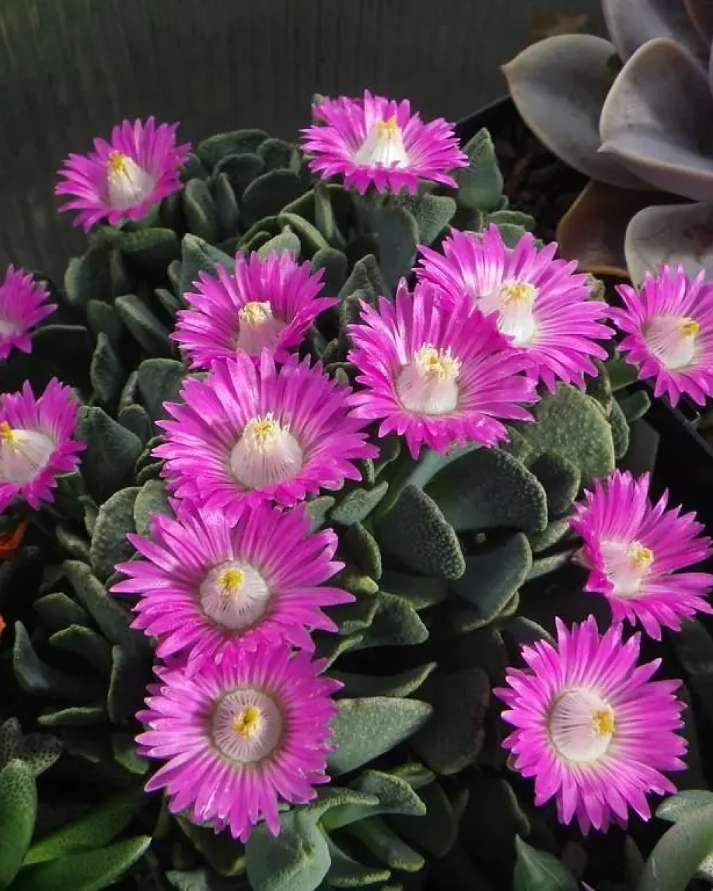 Aloinopsis spathulata
