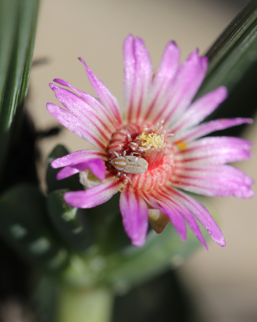 Amphibolia laevis