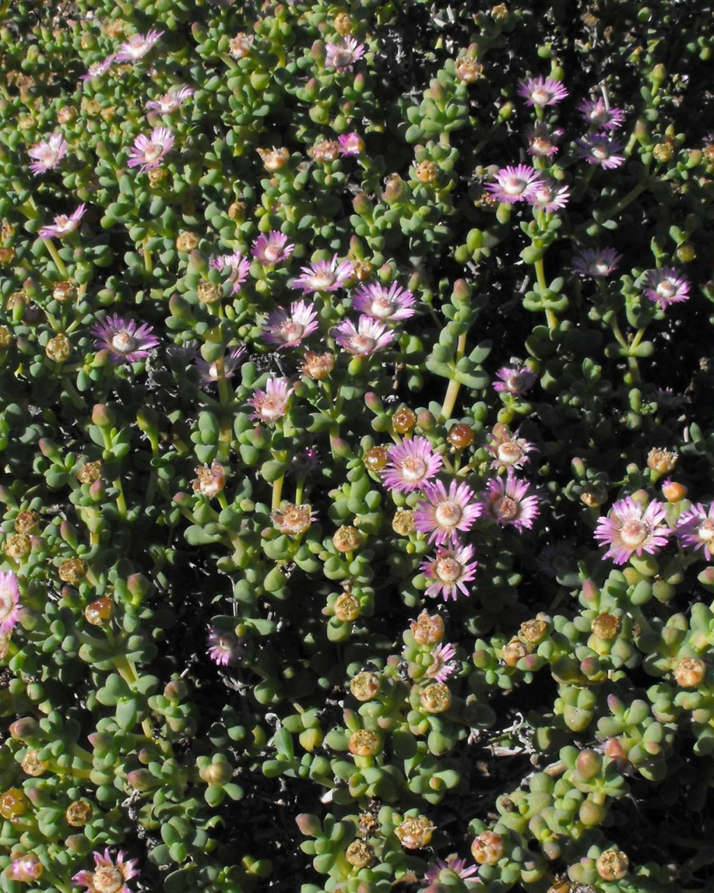 Amphibolia succulenta