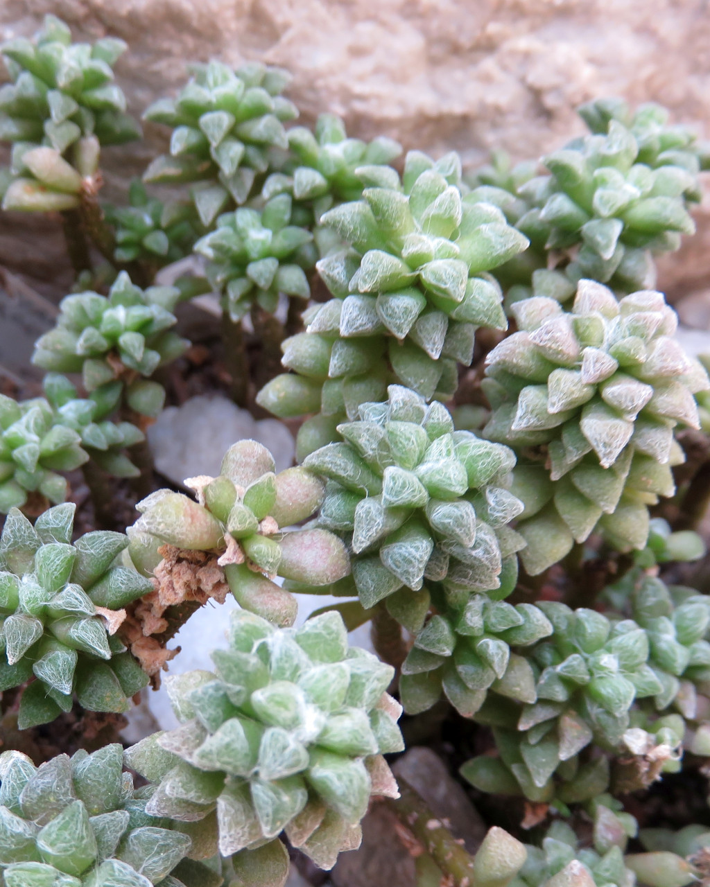 Anacampseros arachnoides