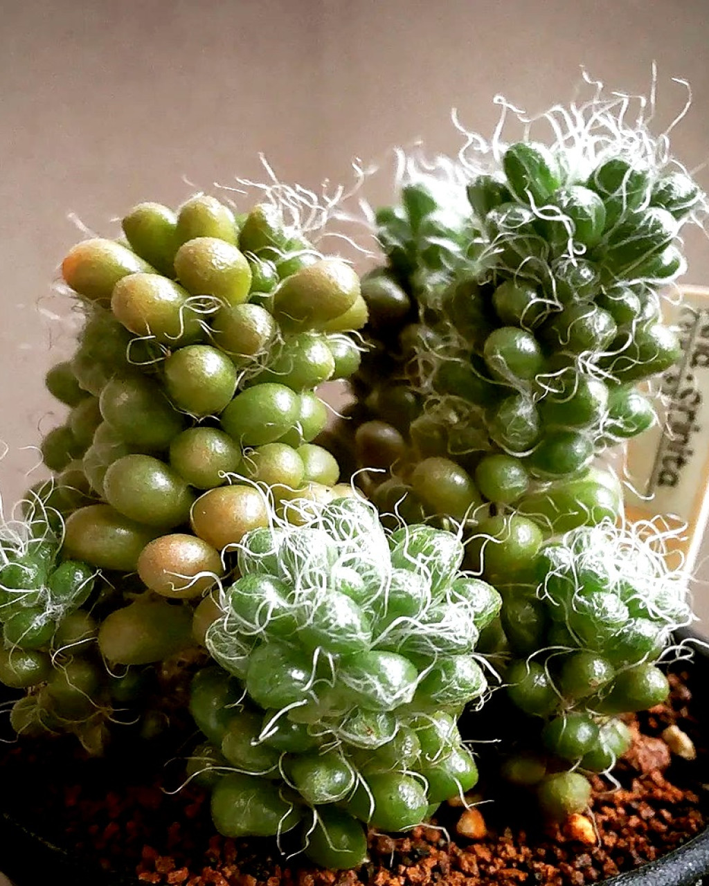 Anacampseros crinita