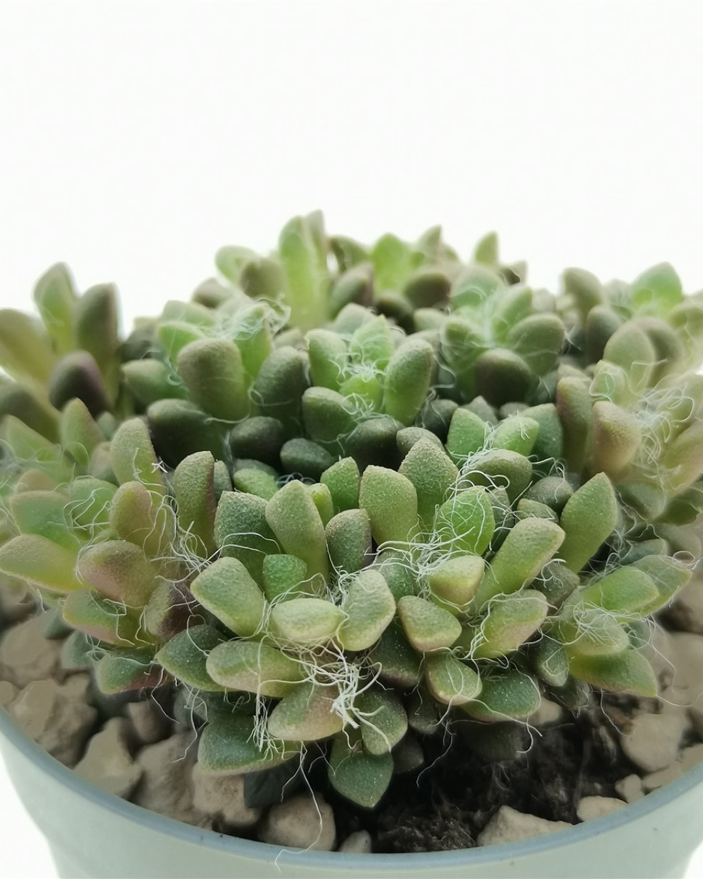 Anacampseros filamentosa