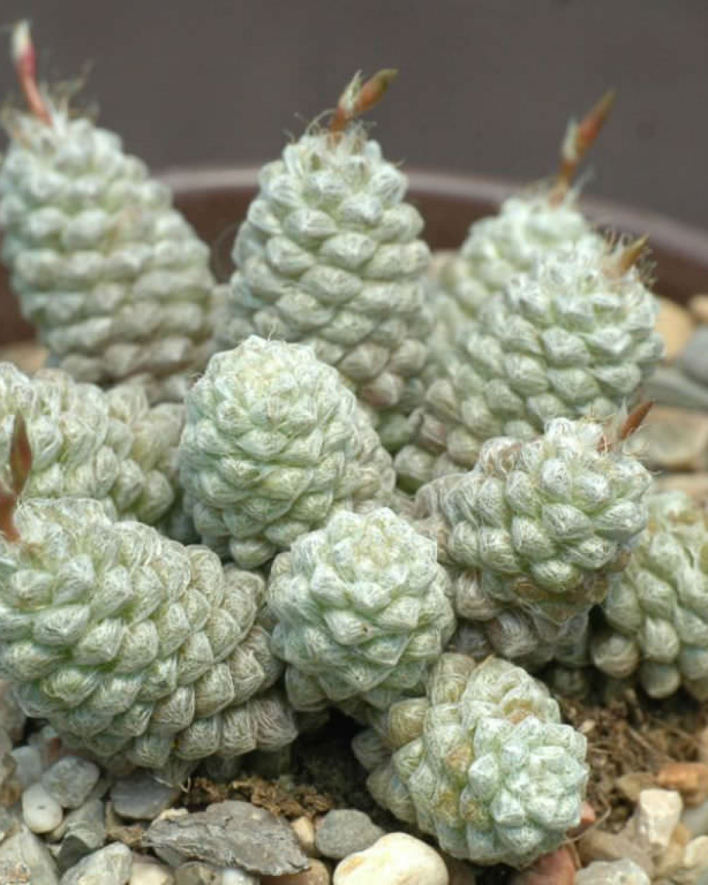 Anacampseros filamentosa subsp. tomentosa