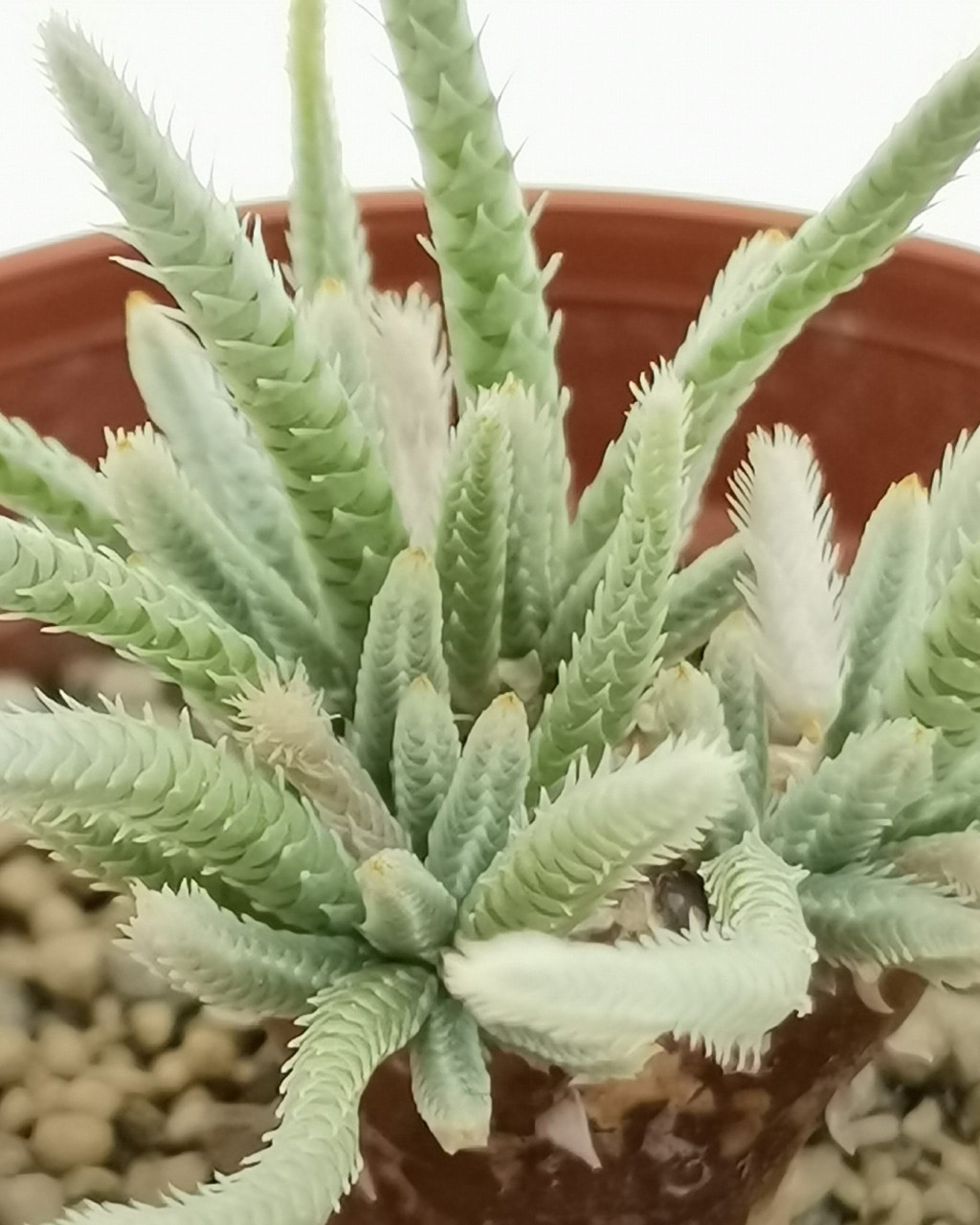 Anacampseros quinaria