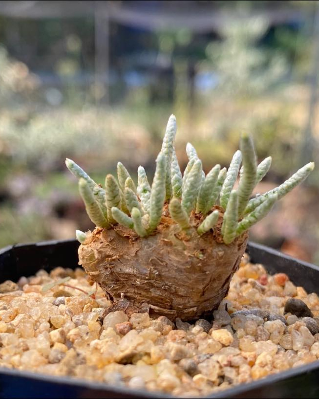 Anacampseros quinaria subsp. alstonii