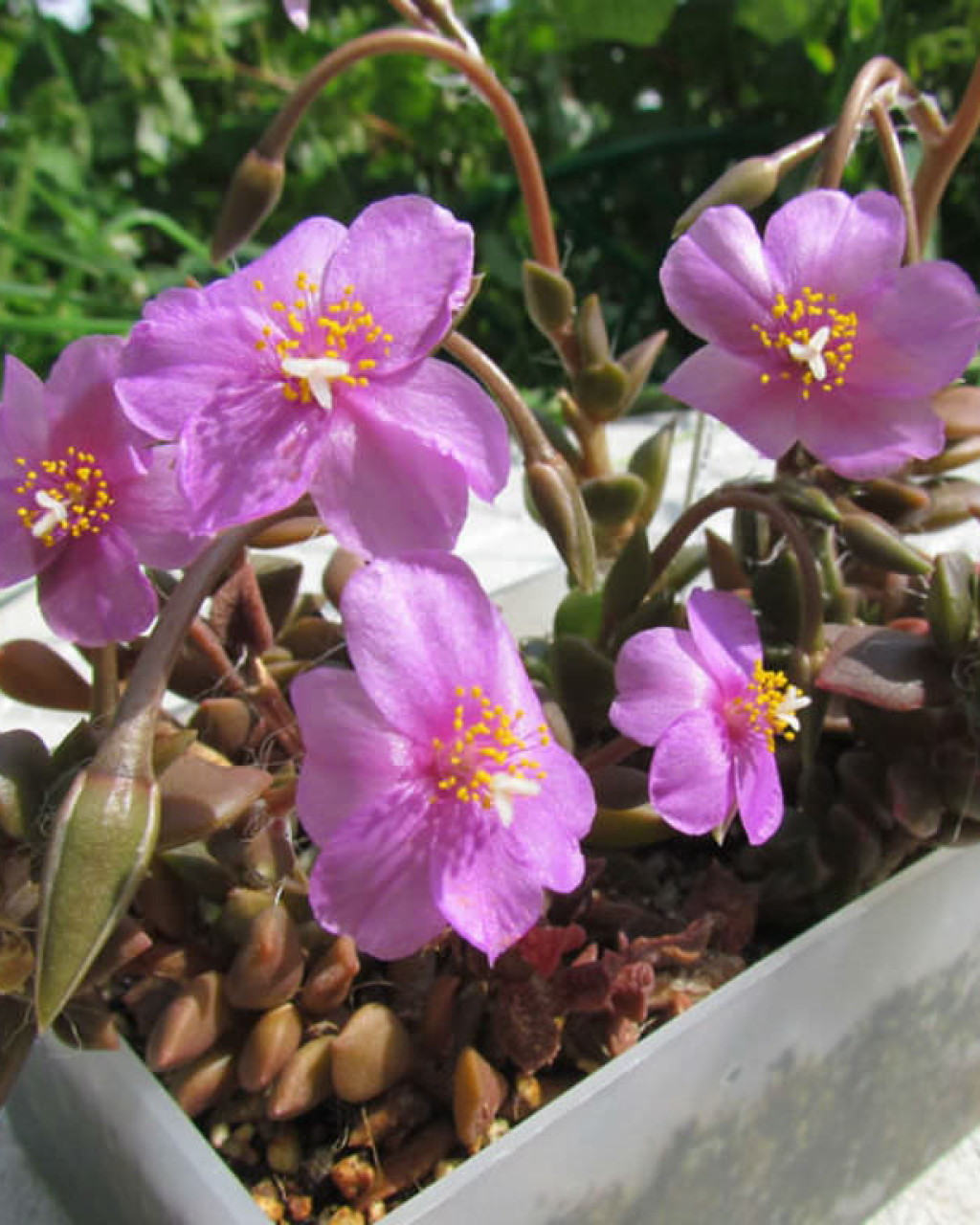 Anacampseros rufescens