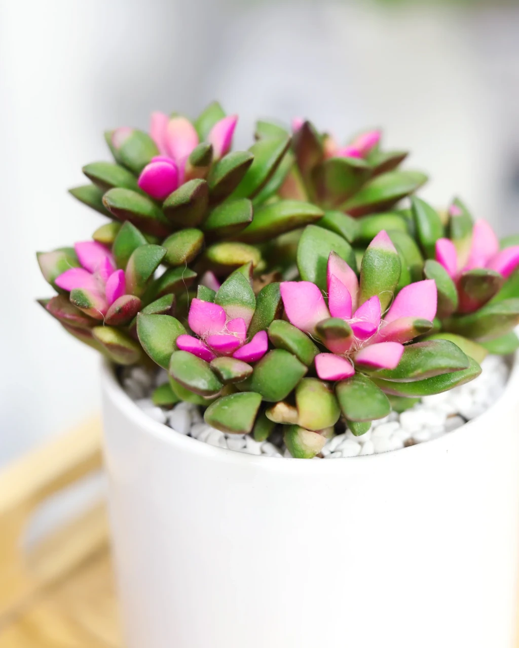 Anacampseros telephiastrum