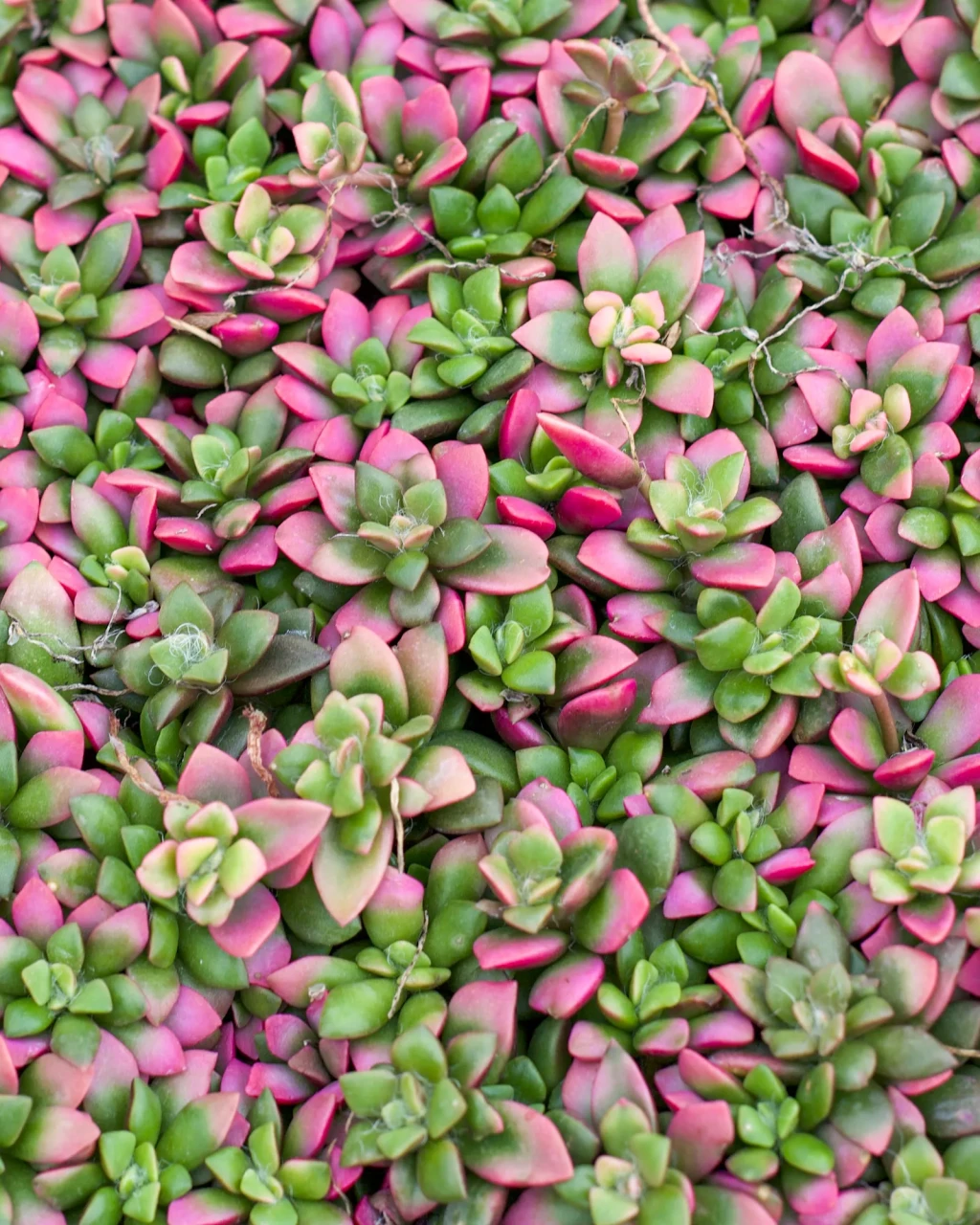 Anacampseros telephiastrum 'Sunrise'