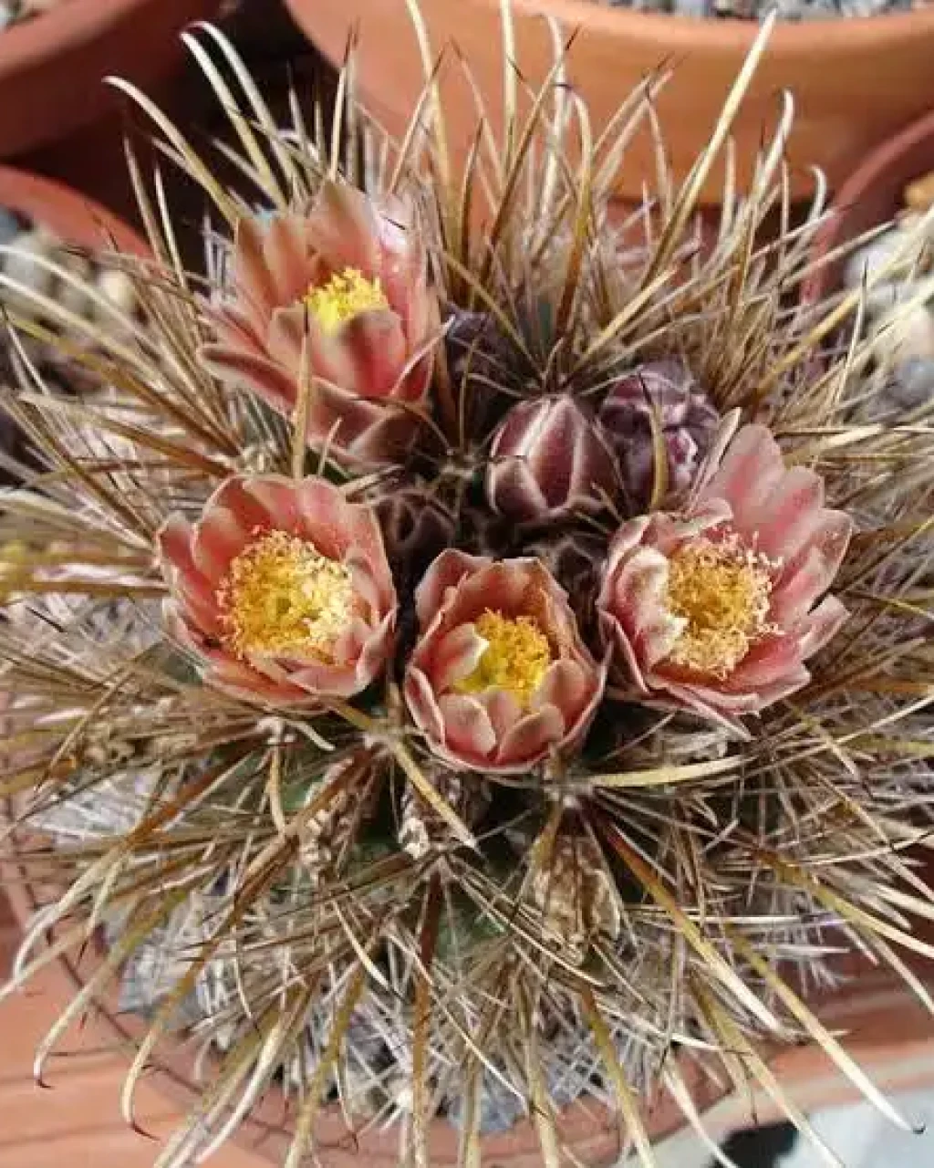 Ancistrocactus brevihamatus