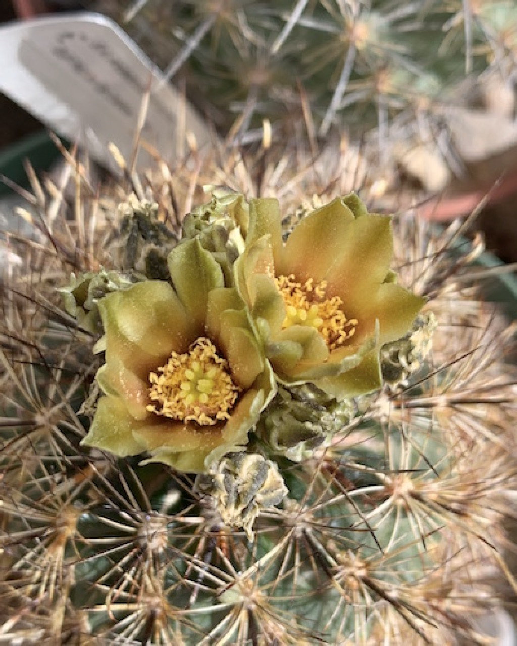 Ancistrocactus scheeri