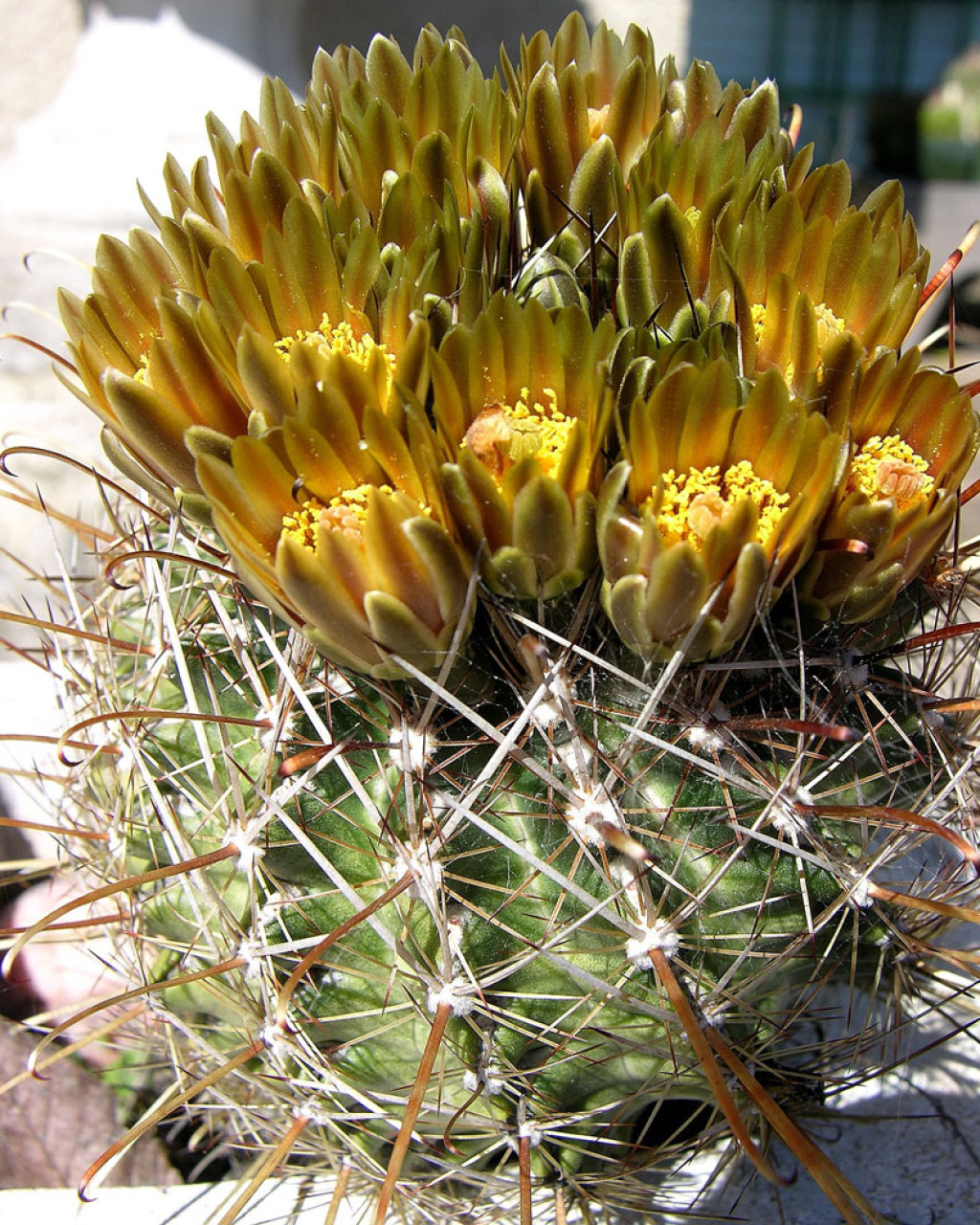 Ancistrocactus tobuschii