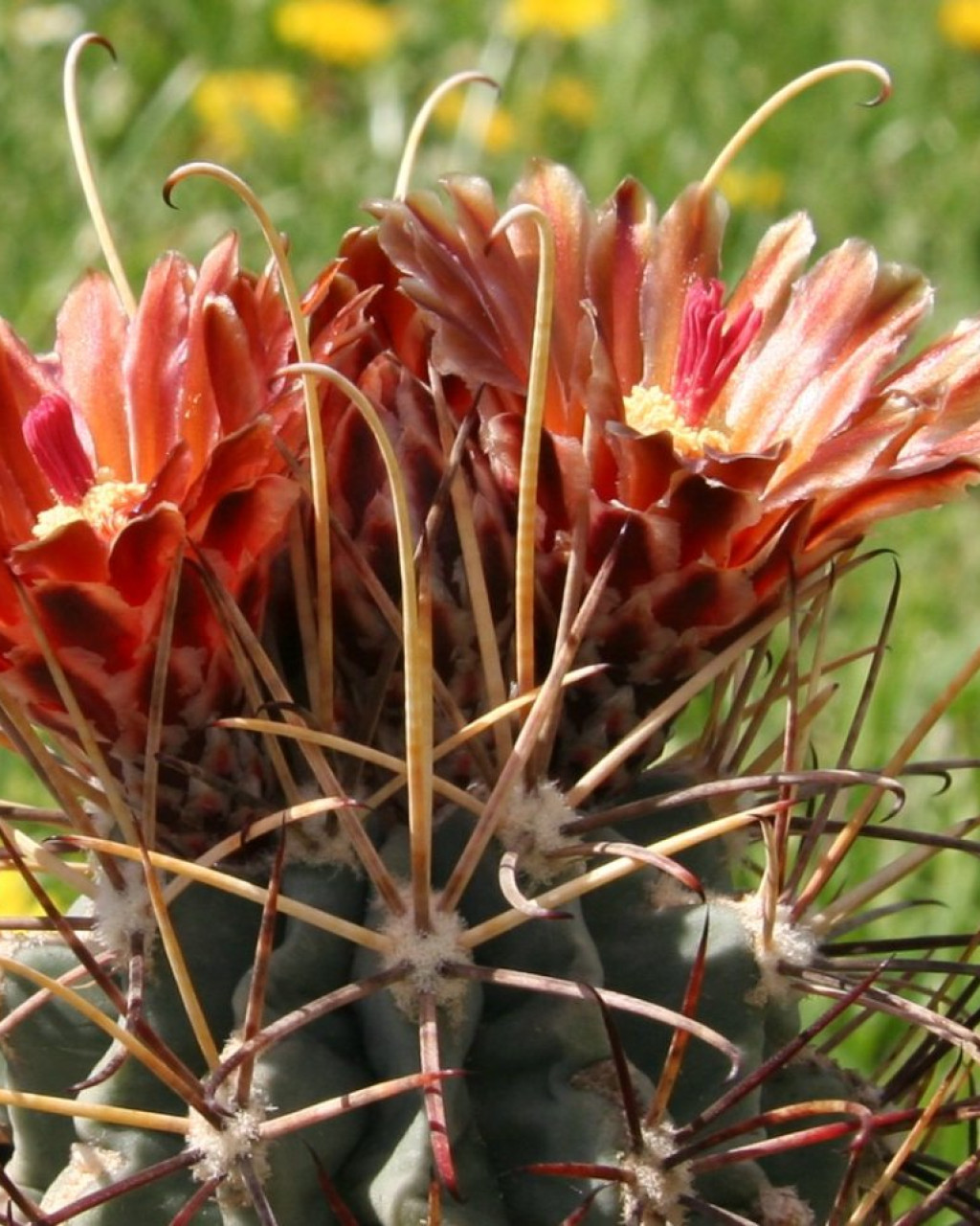Ancistrocactus uncinatus