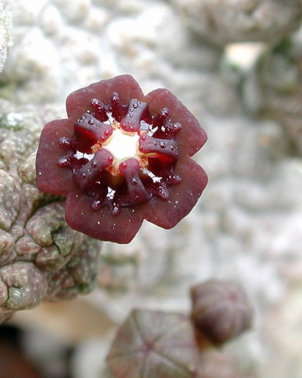 Anomalluma dodsoniana
