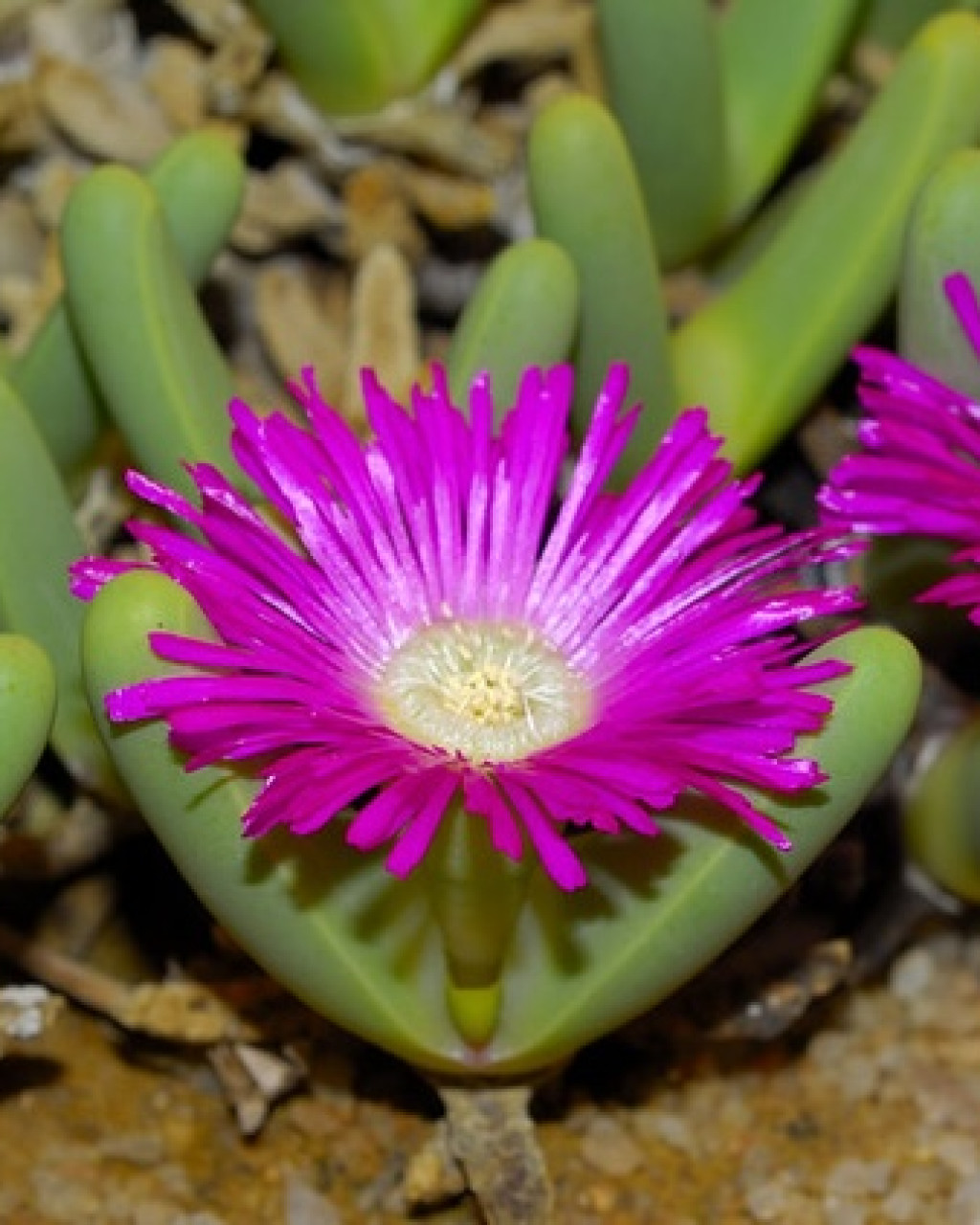 Antegibbaeum fissoides