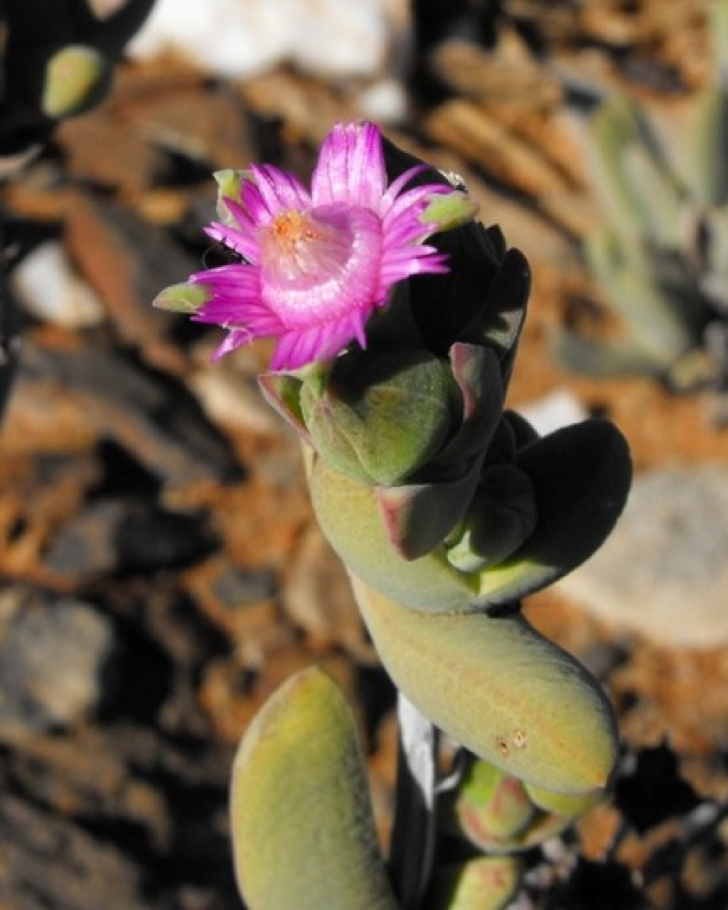 Antimima alborubra