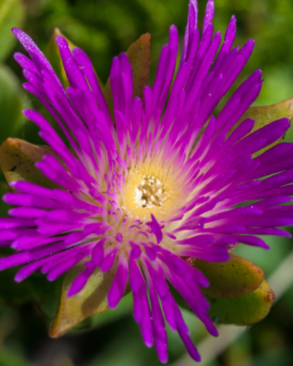 Antimima aurasensis