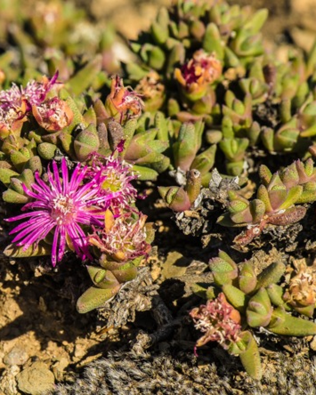 Antimima biformis