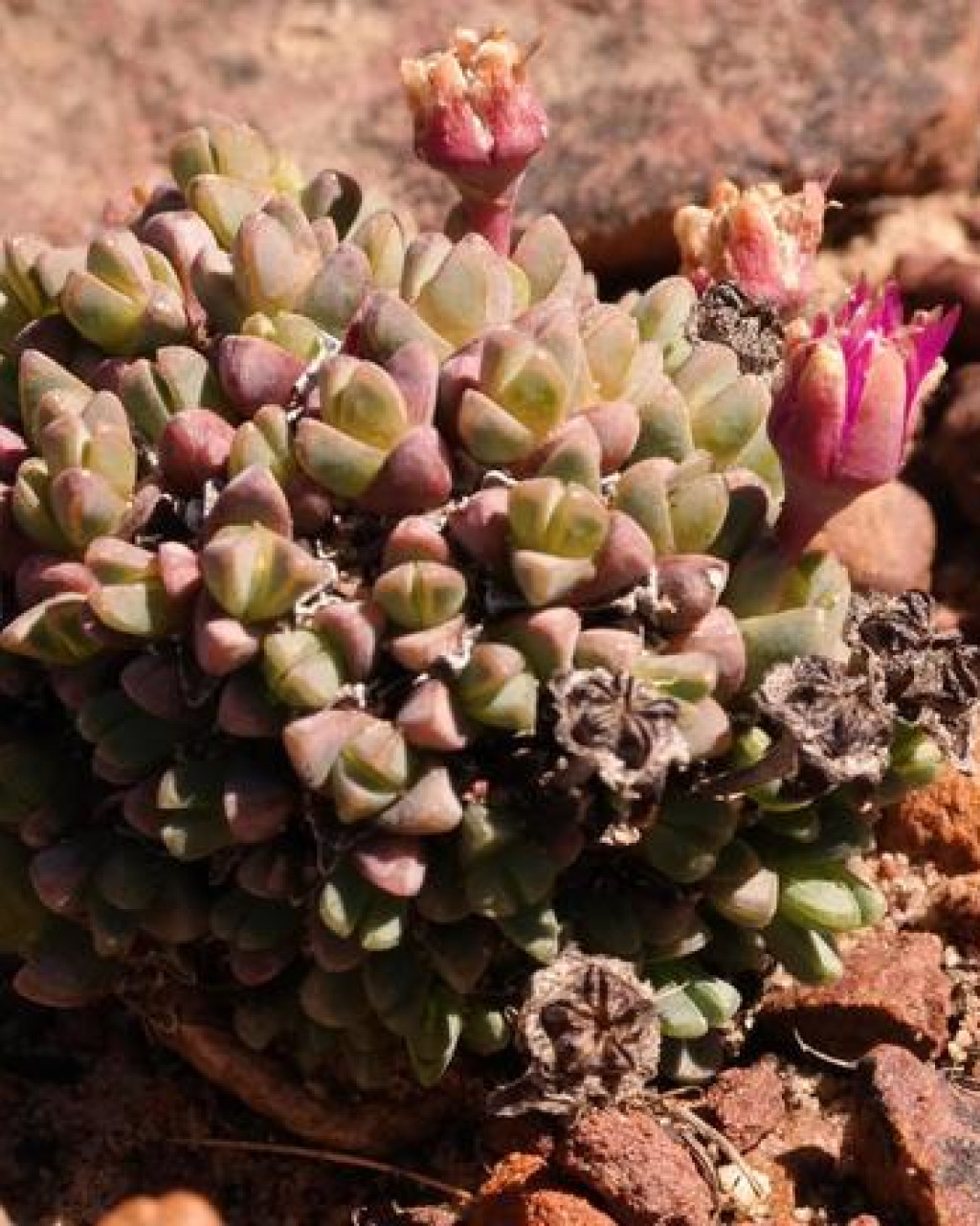 Antimima brevicarpa
