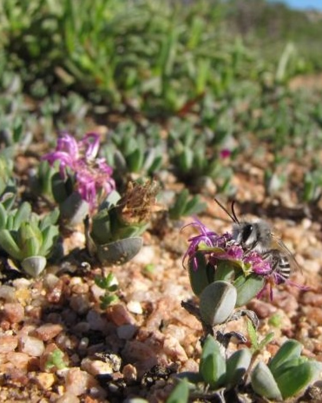 Antimima brevicollis