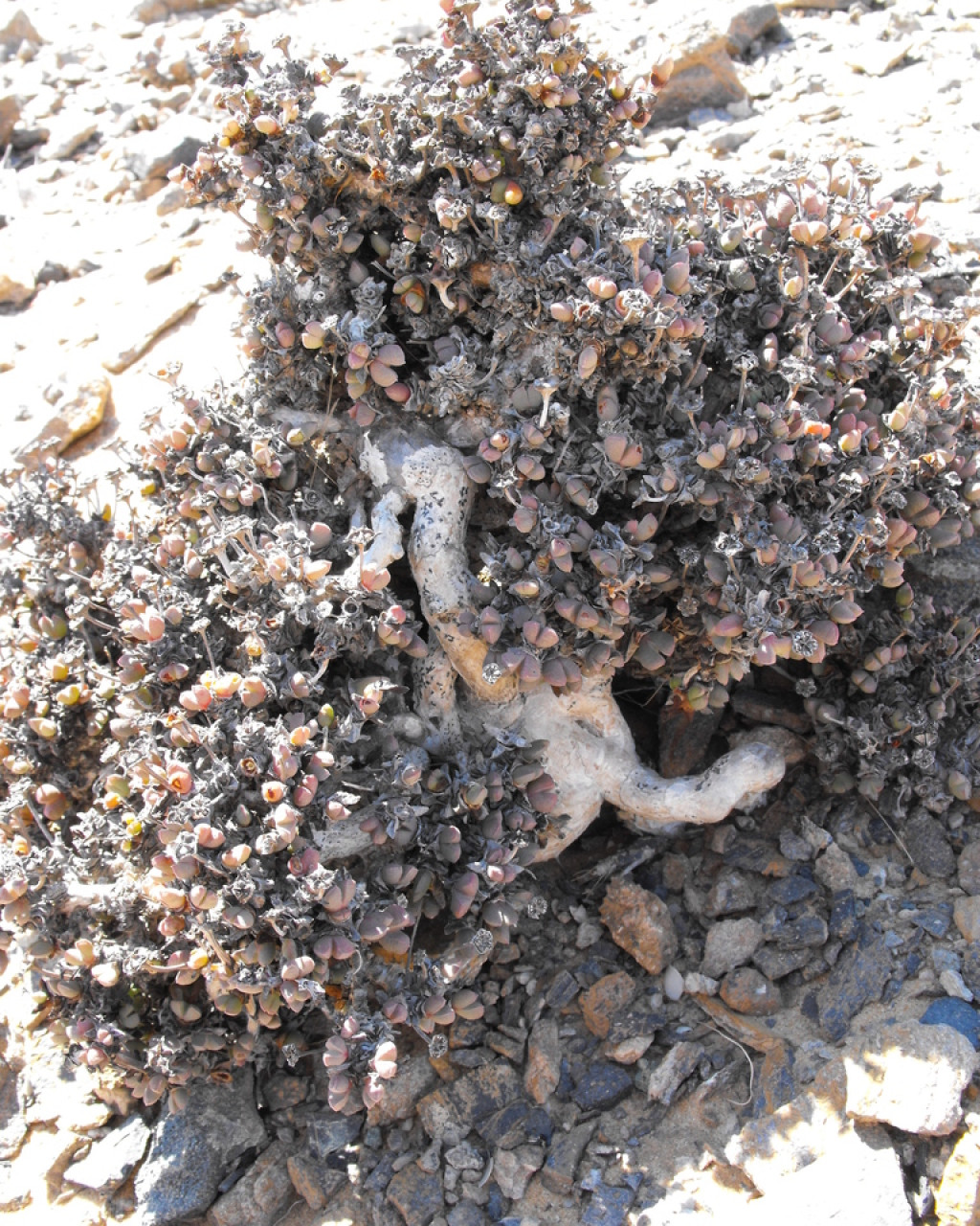 Antimima buchubergensis