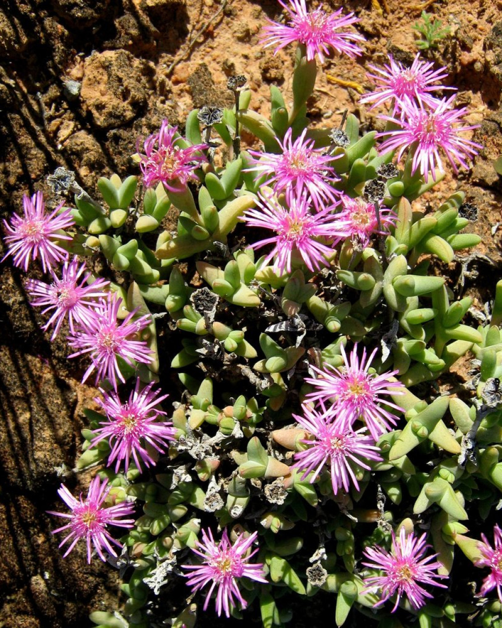 Antimima compacta
