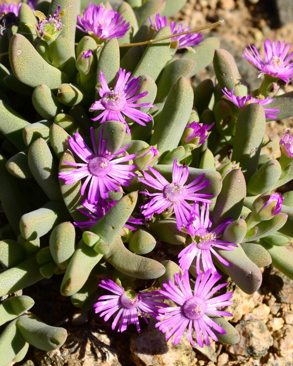 Antimima compressa