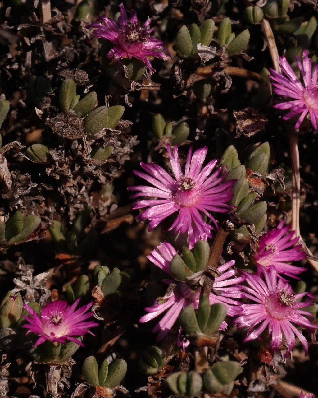 Antimima dasyphylla
