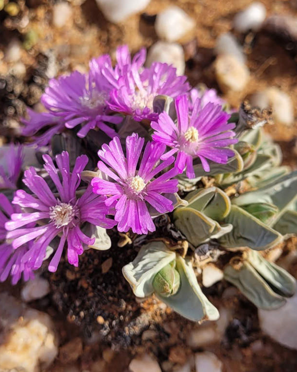 Antimima dualis