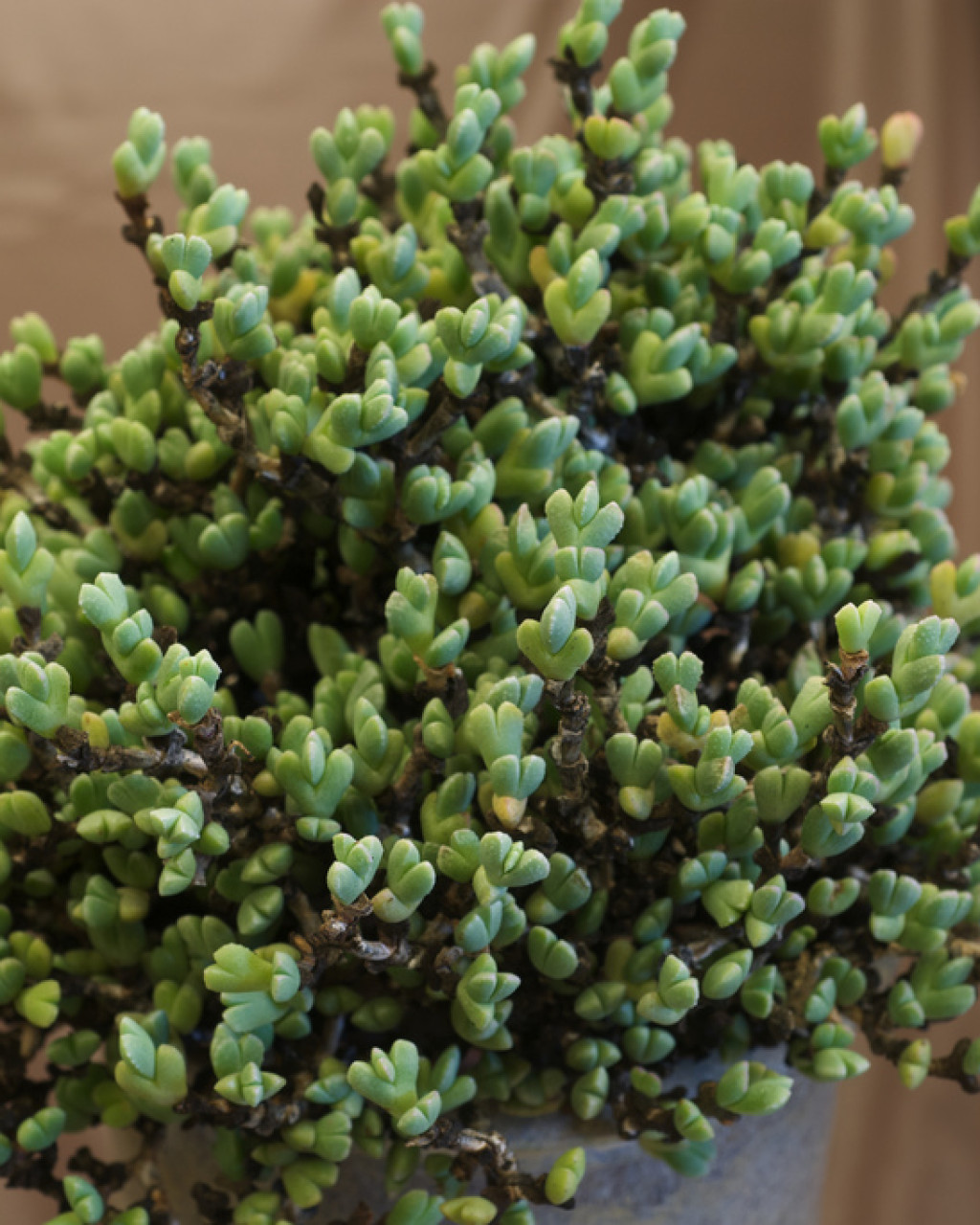 Antimima elevata