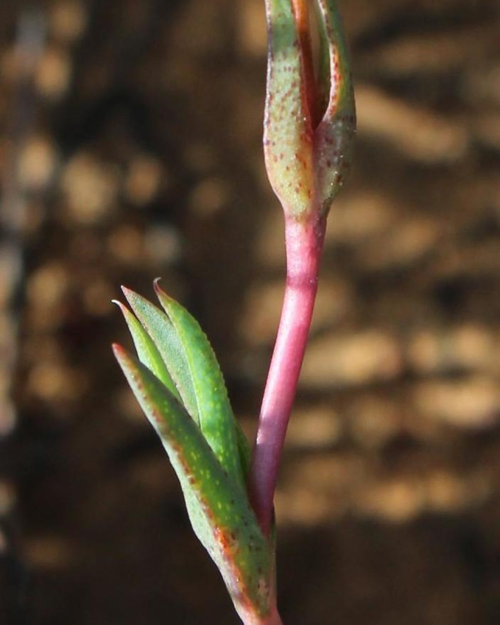 Antimima emarcescens