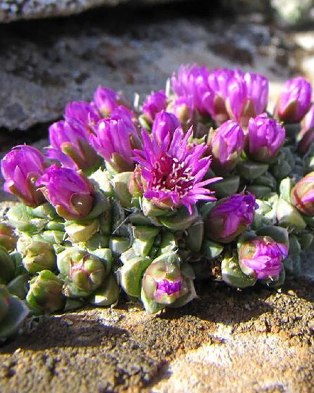 Antimima fenestrata