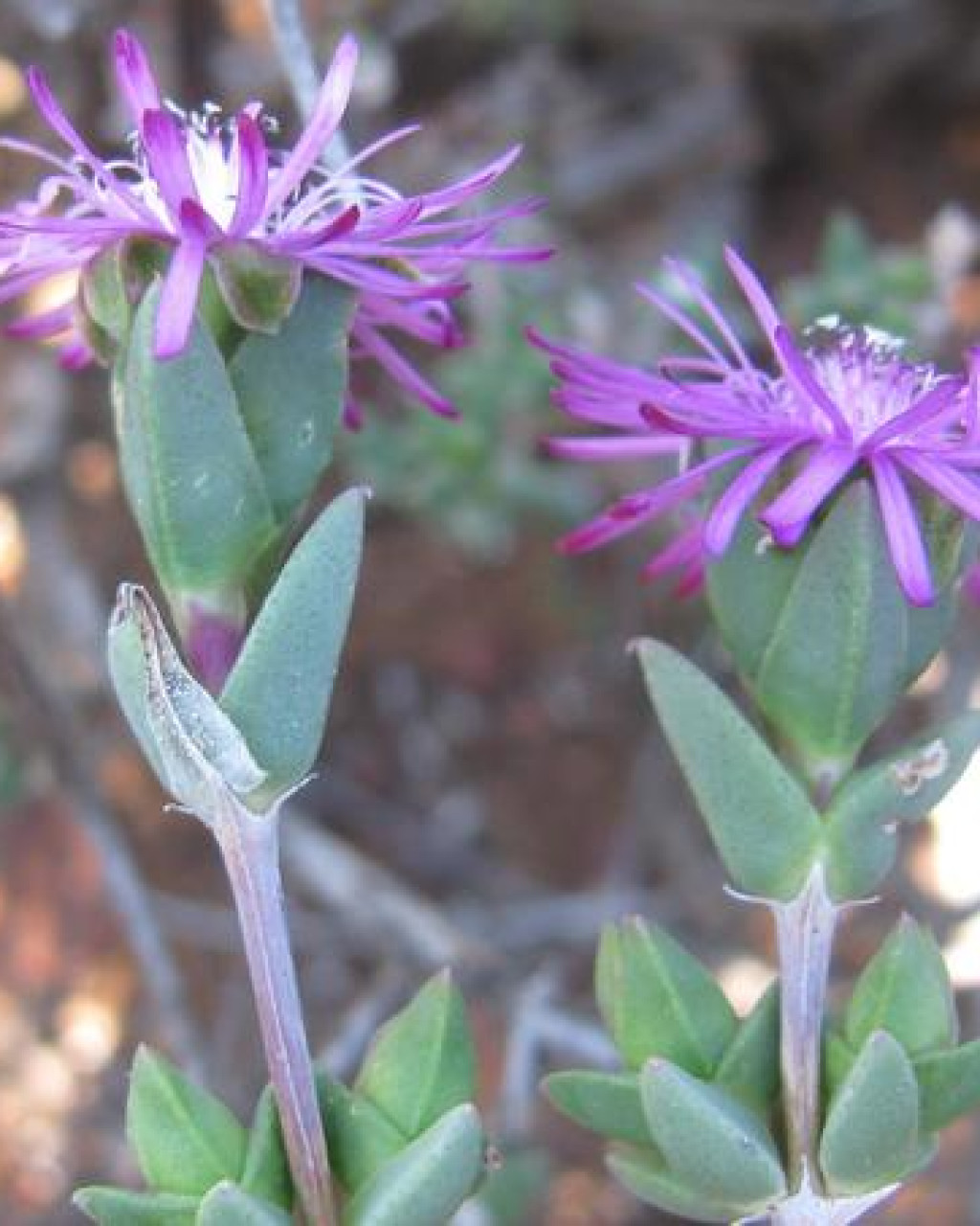Antimima gracillima