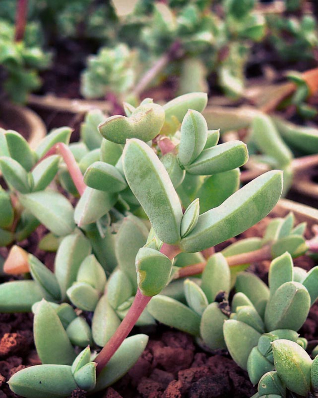 Antimima granitica