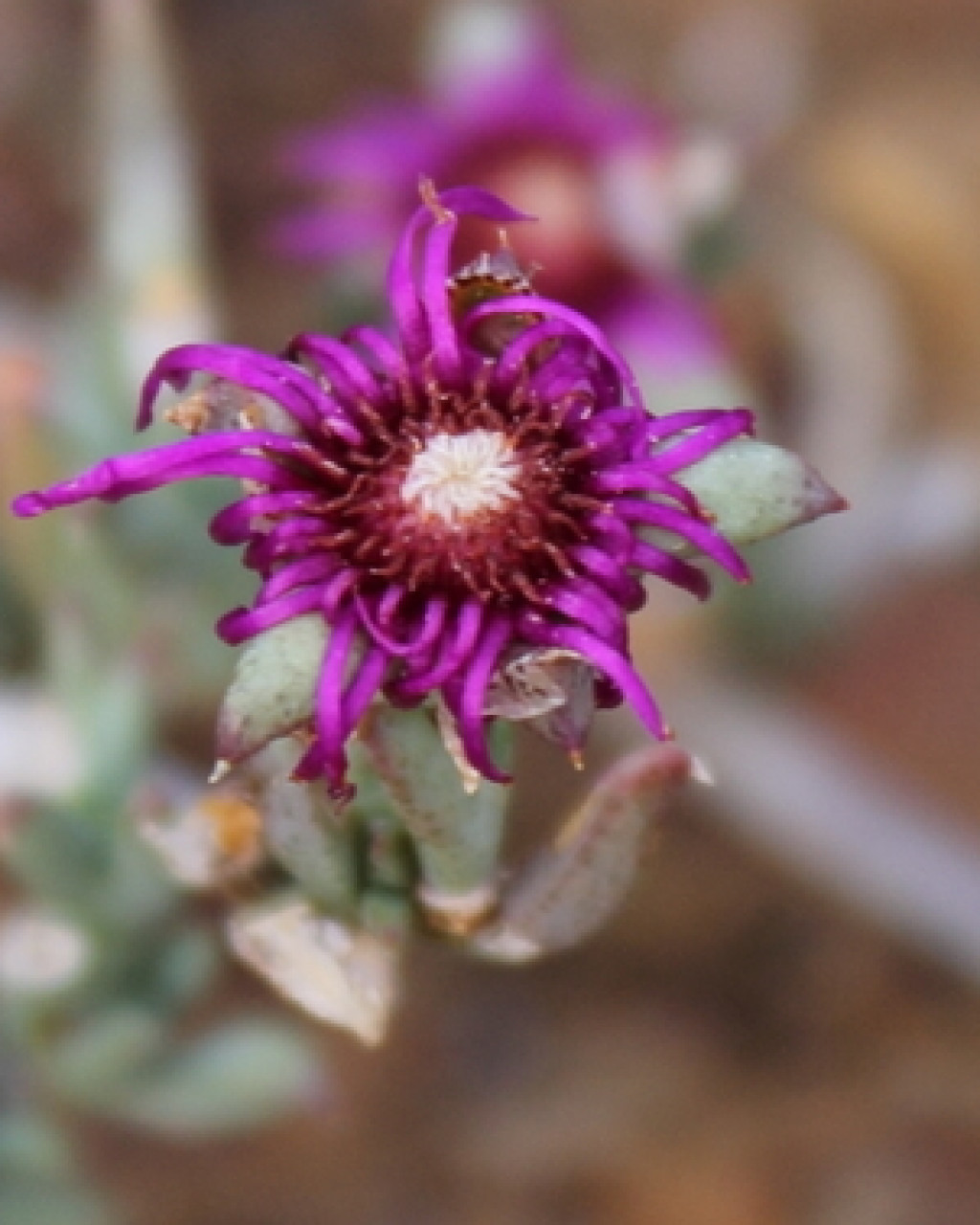 Antimima hamatilis
