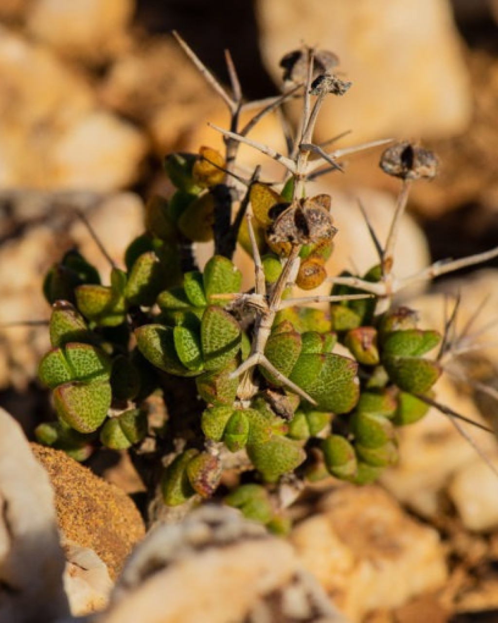 Antimima hantamensis