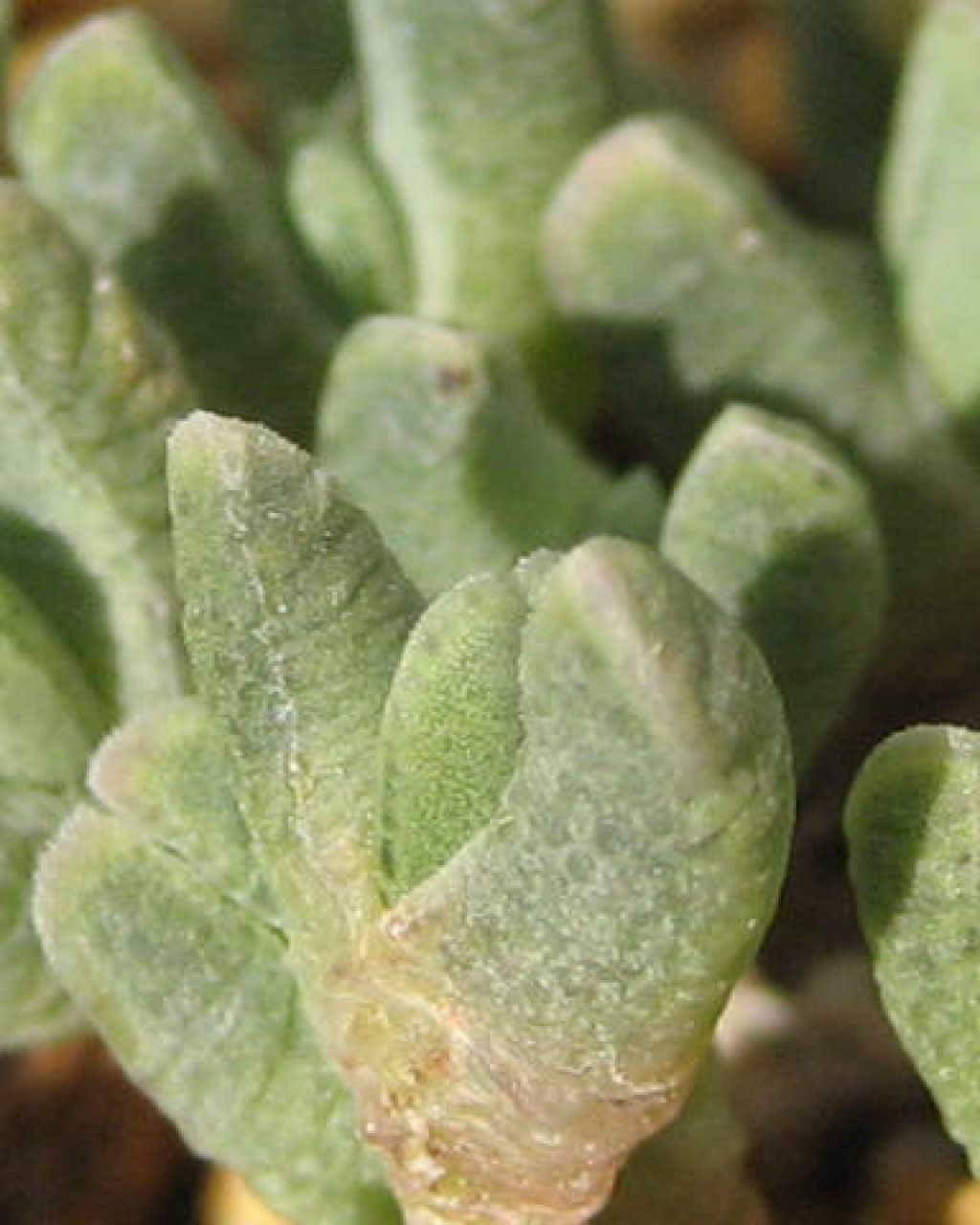 Antimima herrei