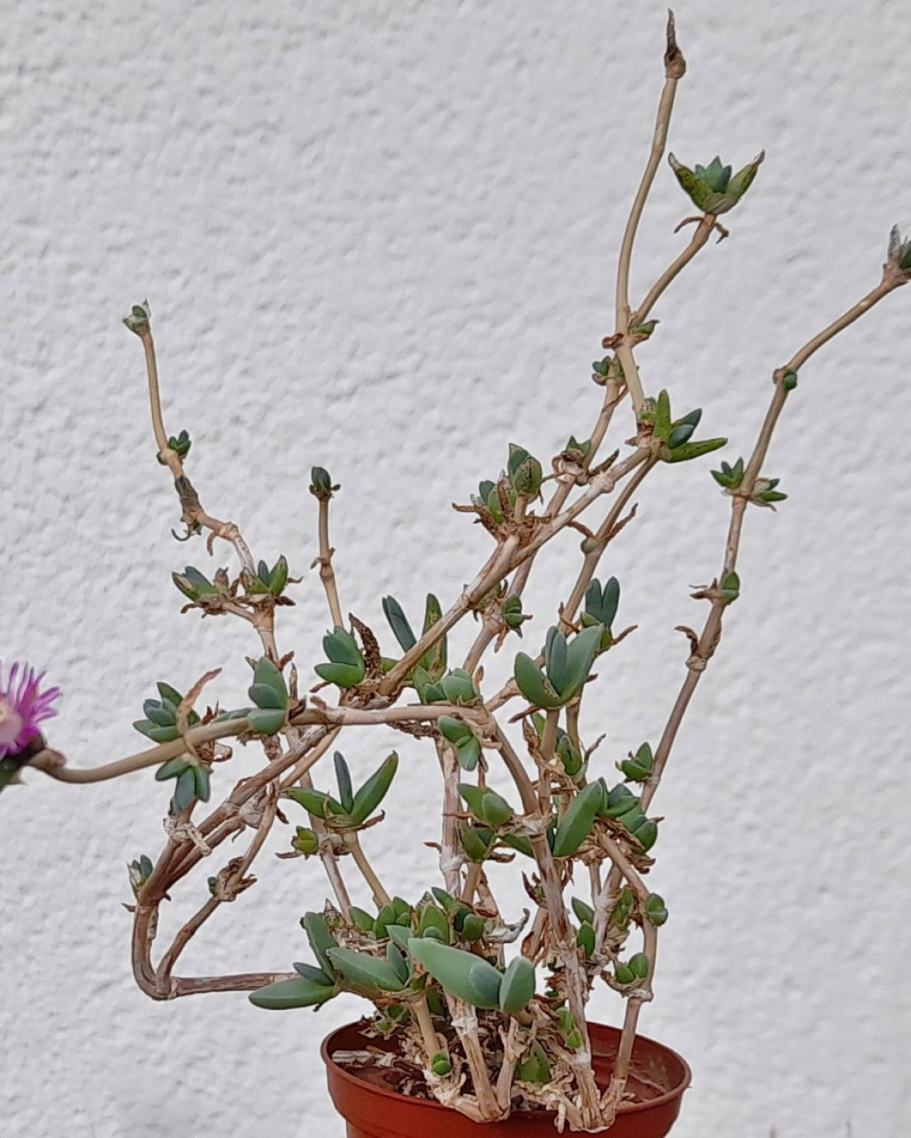 Antimima intervallaris