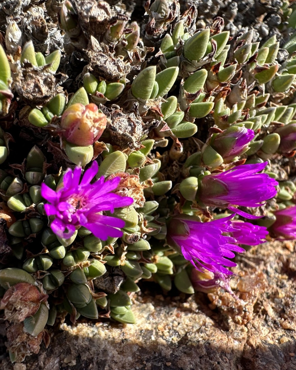 Antimima lodewykii