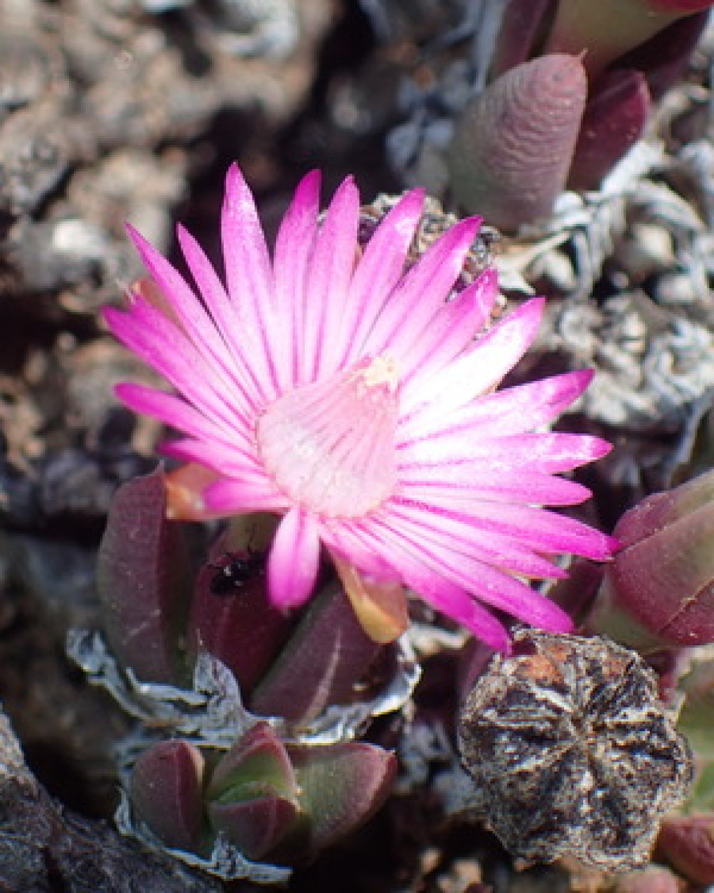 Antimima loganii