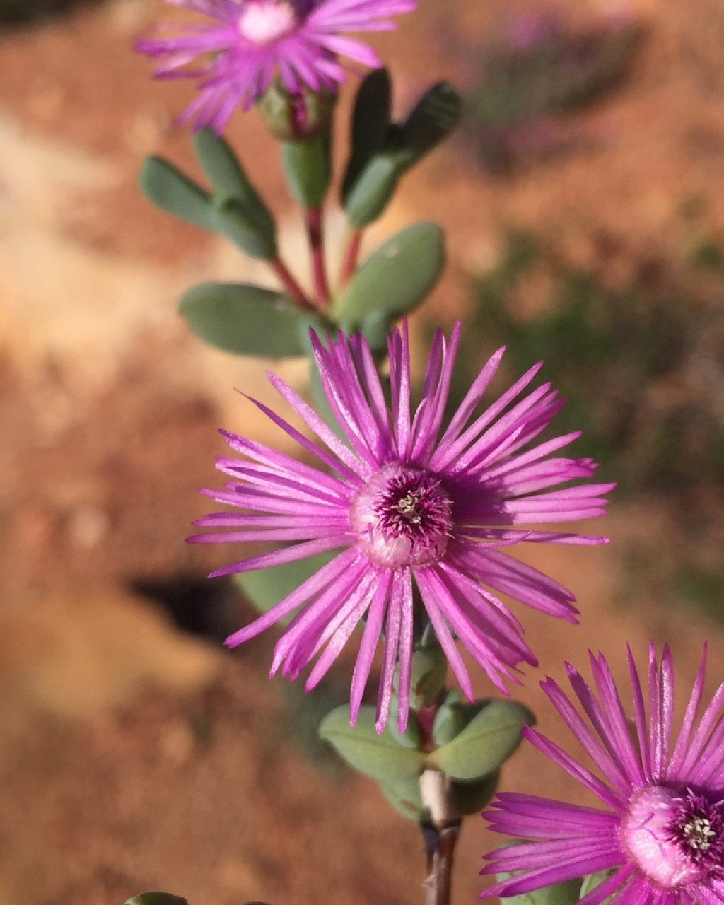 Antimima lokenbergensis