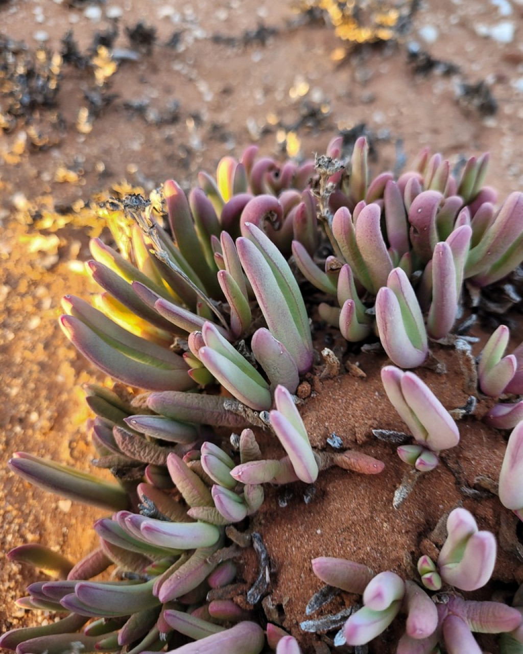 Antimima longipes