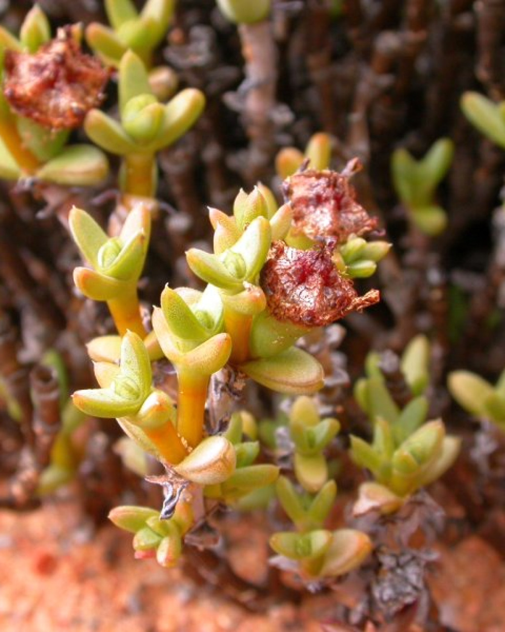 Antimima microphylla