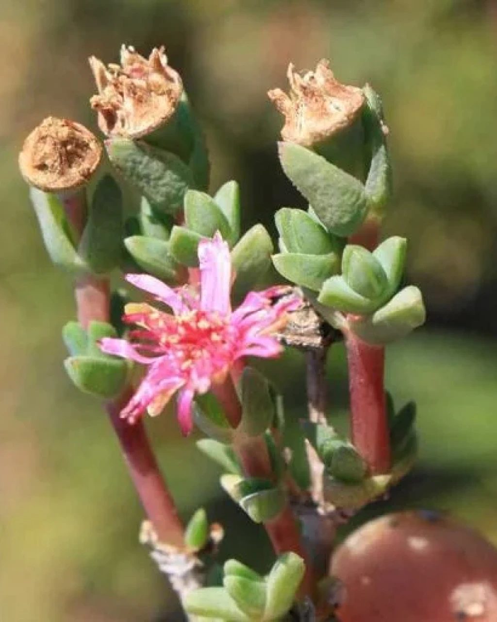 Antimima minima